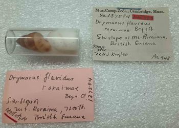 Media type: image; Malacology 137584 Description: An image of specimen MCZ:Mala:137584 and its labels.;